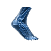 Foot & Ankle X-Ray